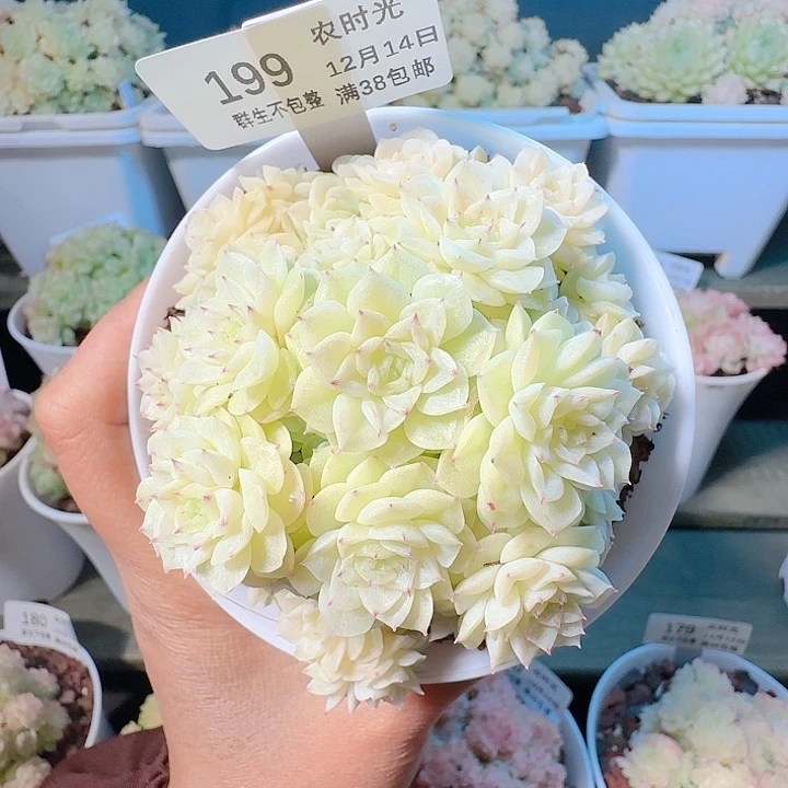 1214-199m1-202-2麦杆