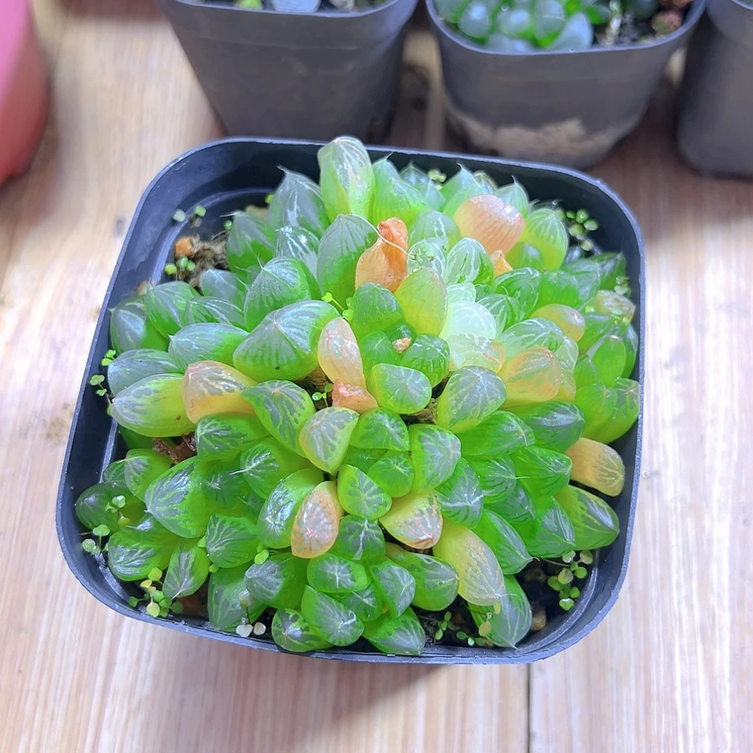 苏州玉露多肉多肉多肉一颗