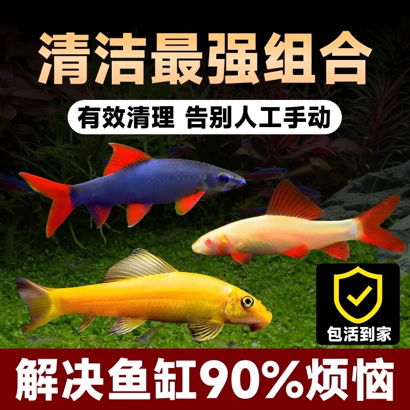 金苔鼠彩虹鲨热带观赏鱼清洁工具鱼吃青苔除藻净化水质