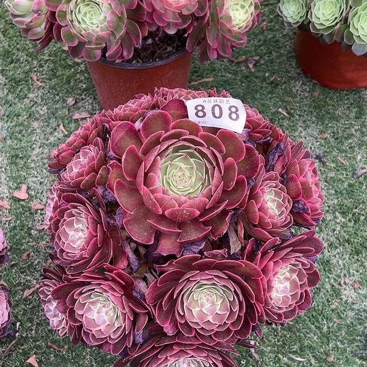无花朵808粉花妖多肉植物