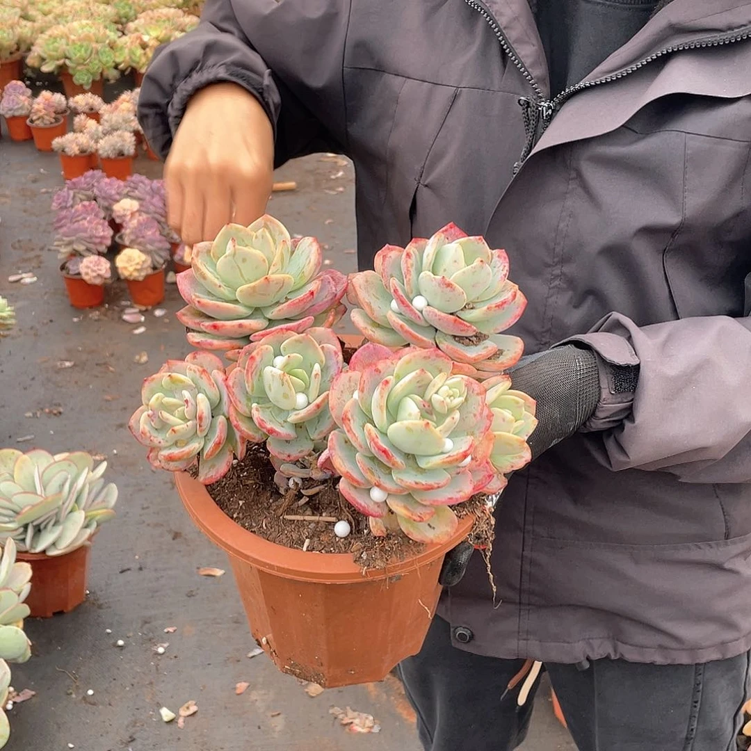 五头起白月光9.9米  量拍多肉