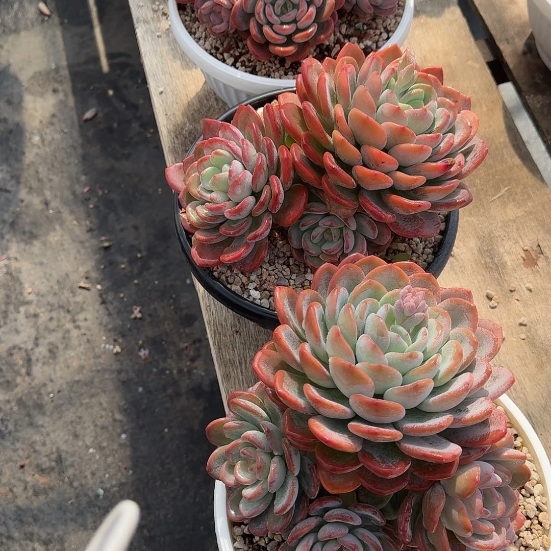 香橙多肉植物0000