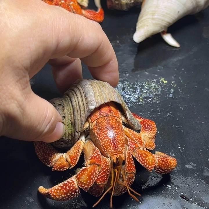 闪26号毛球3.5口径