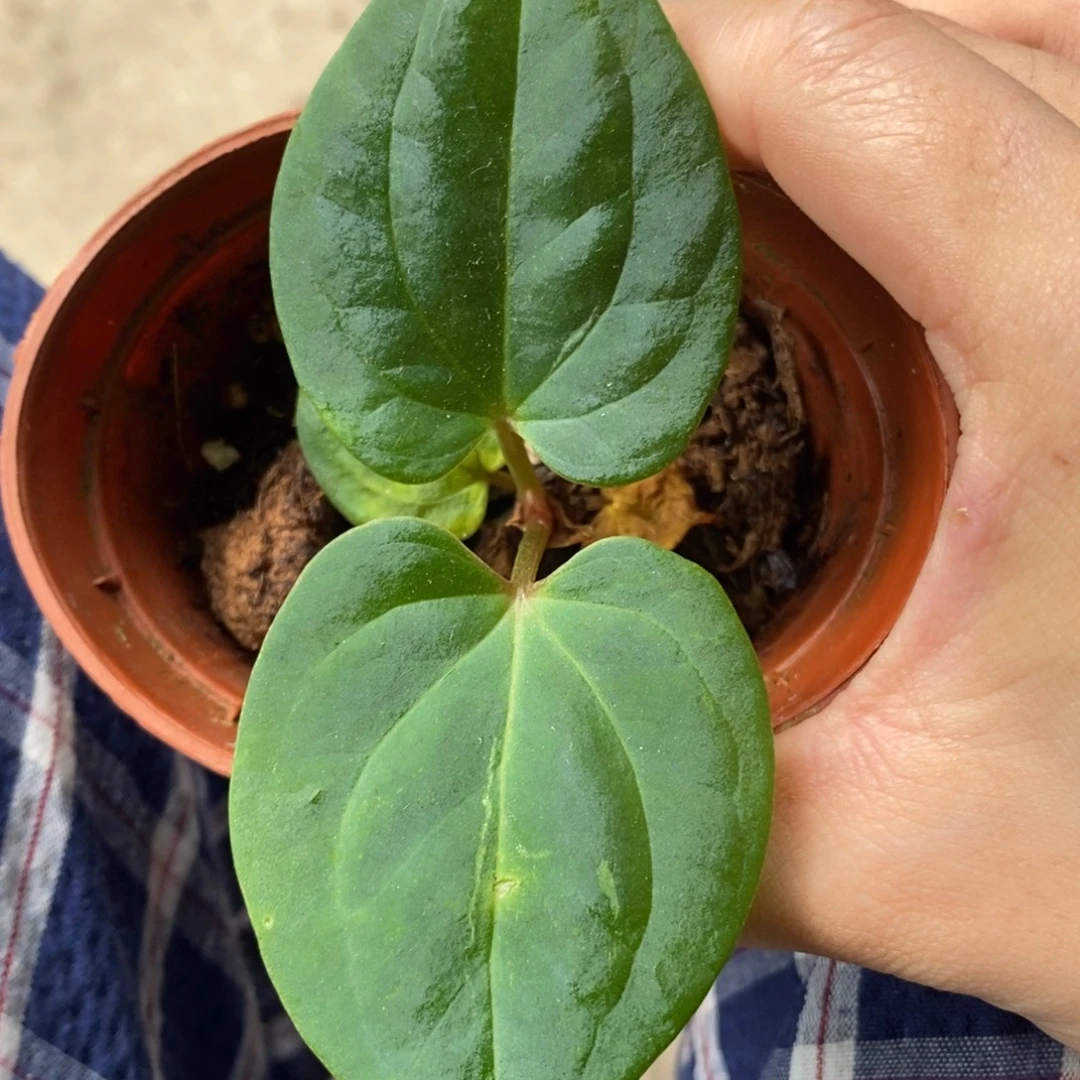 不开花植物888 Kos籽播