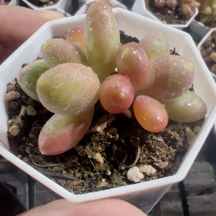 芒果奶精品多肉植物