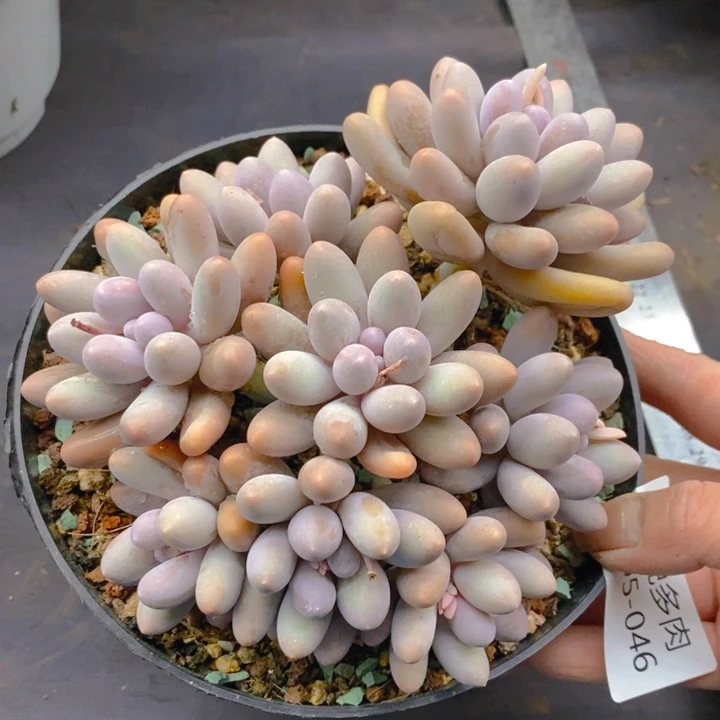 夏悦多肉 0305-46汤圆