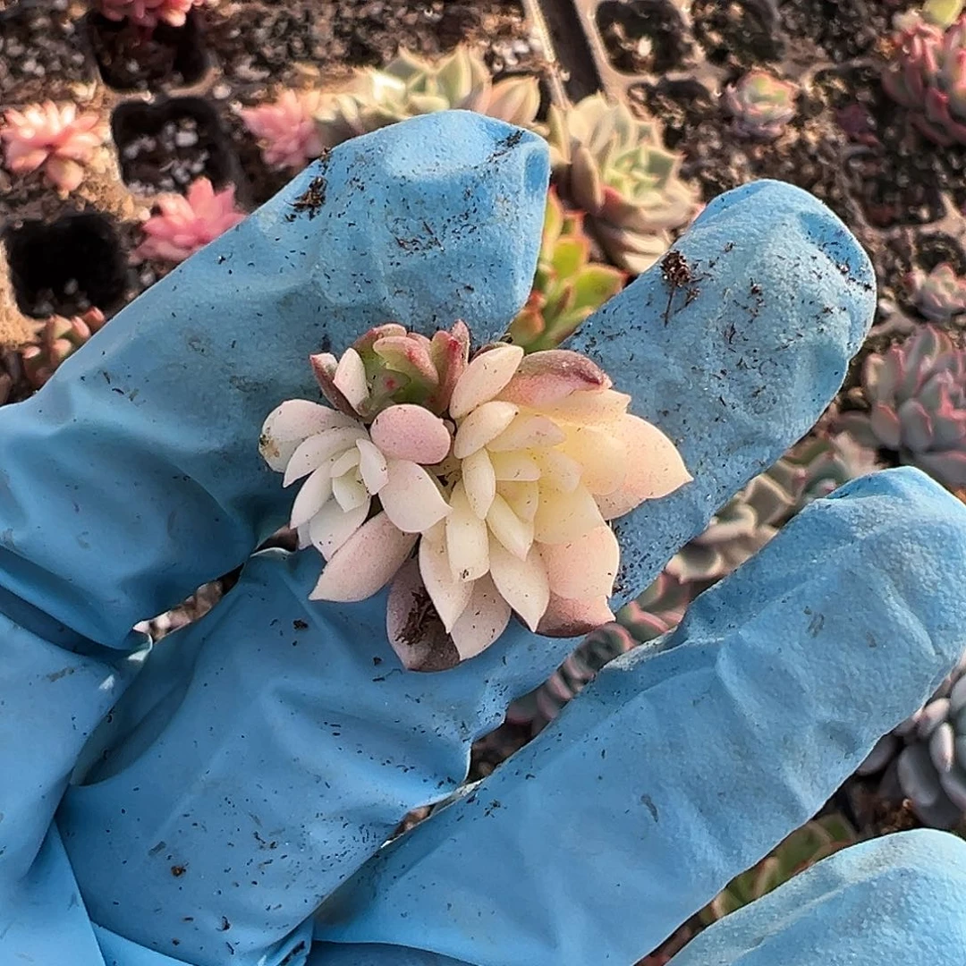 红宝石锦，叶插苗