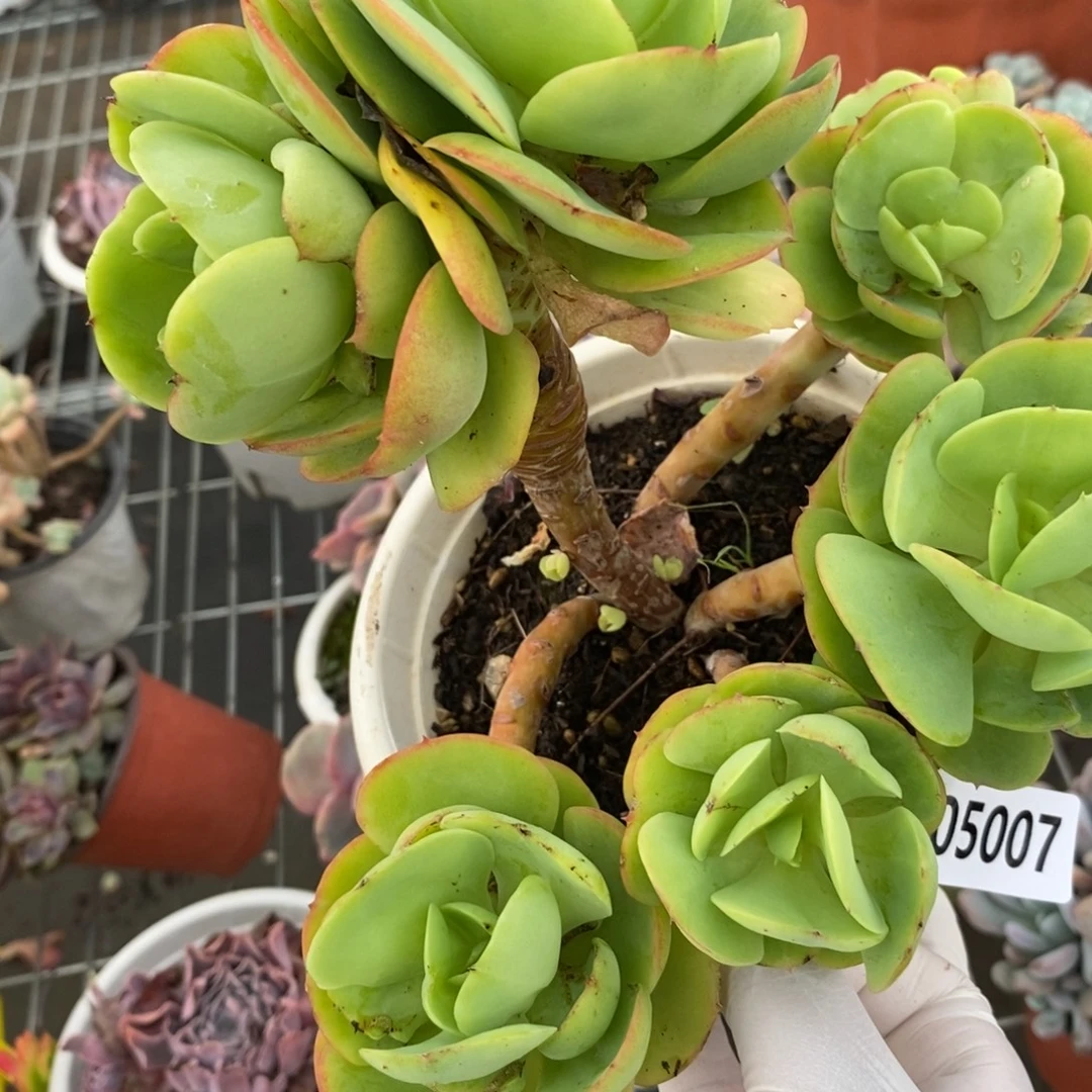 5007碧桃一物一拍