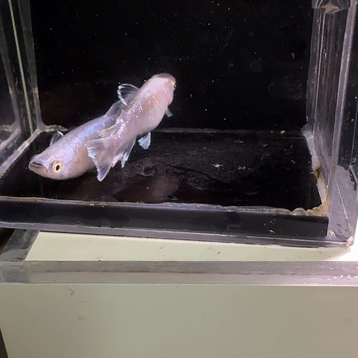 青鳉鱼一物一拍372