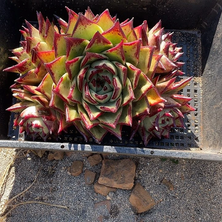 若如东云组拍A594