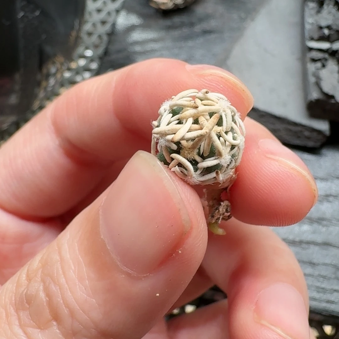 【闪购商品】实生特选编号飞鸟