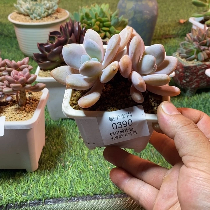 0390啊啊啊啊啊啊啊啊啊