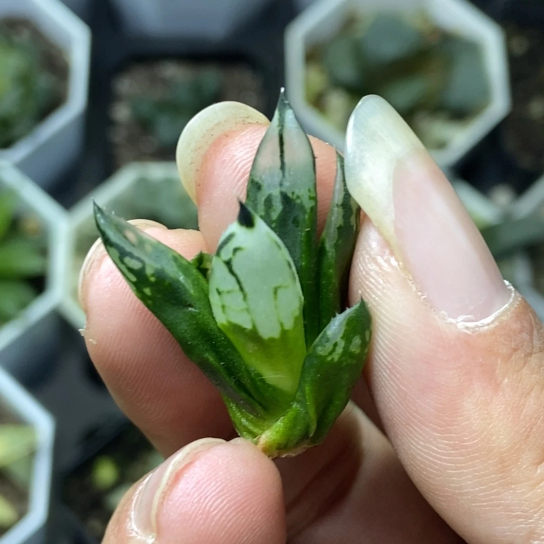 裹般若实生3号一物一拍