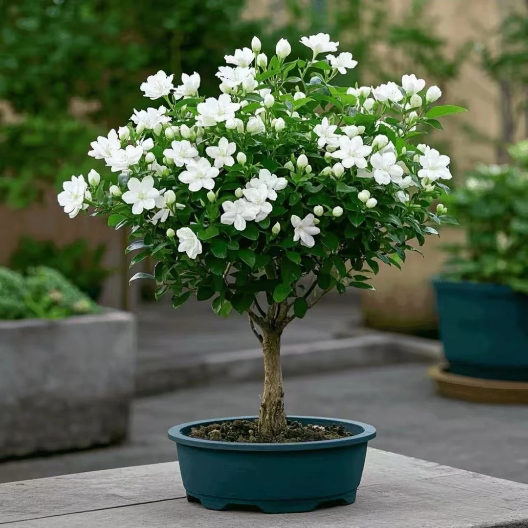 【香水茉莉】茉莉花老桩树苗盆栽室内花卉盆栽耐寒懒人好种新手好养