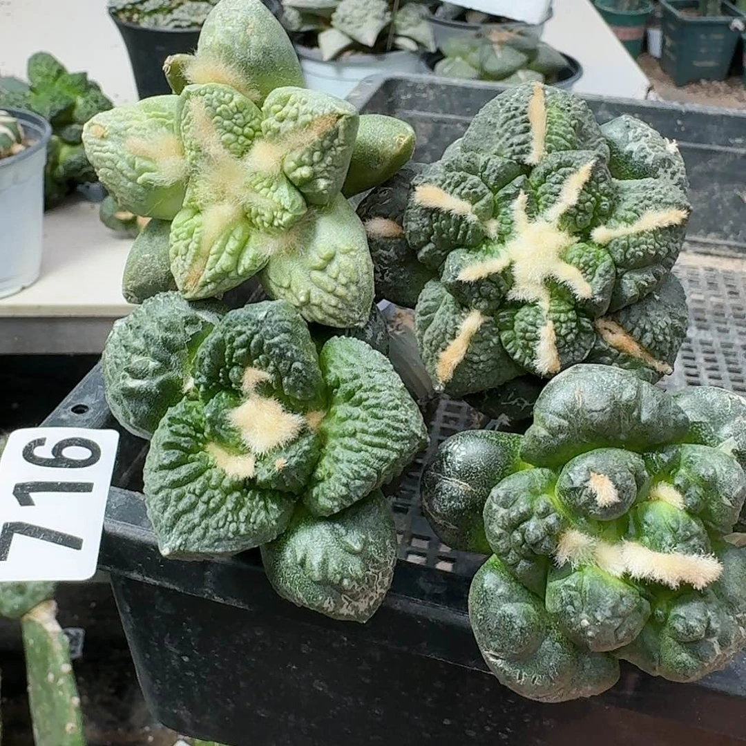 【闪购商品】无花朵青*福利四颗苗接牡丹716