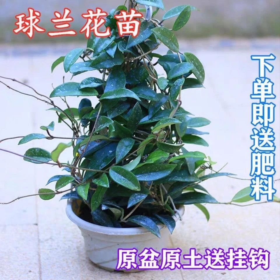 球兰花苗室内爬藤吊兰盆栽花心叶花心球兰大苗攀援植物
