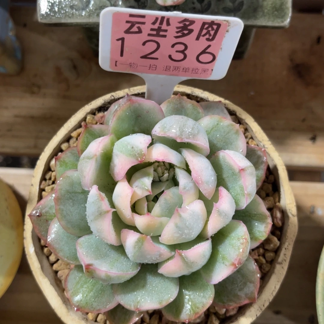 云尘多肉一物一拍不含盆1236