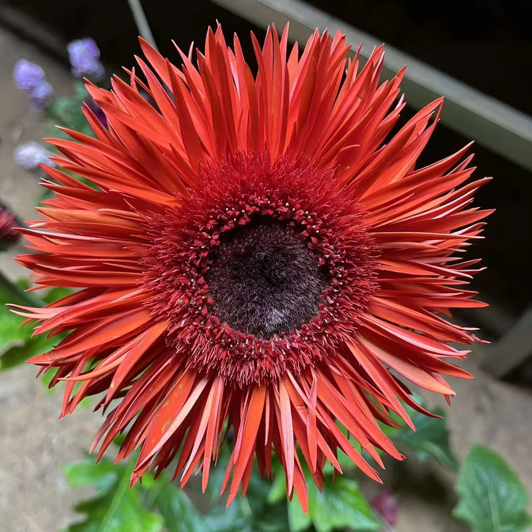烟花红女王巨型花盆栽非洲菊四季开花新手好养
