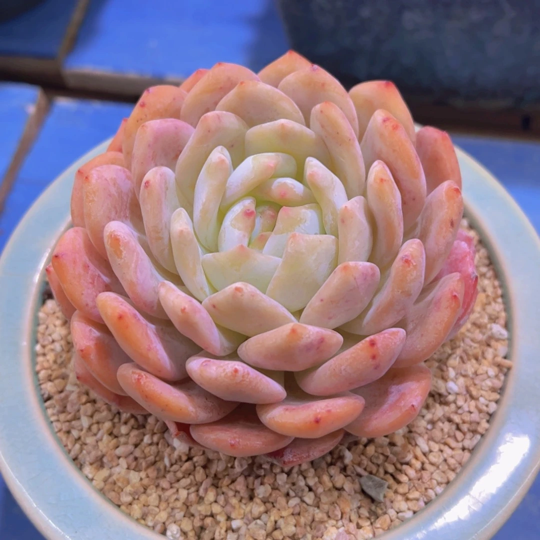 格*多肉植物，多肉植物