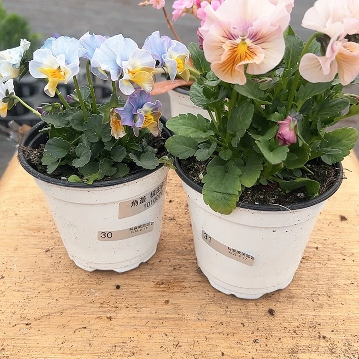 红陶抖音直播闪拍30/31