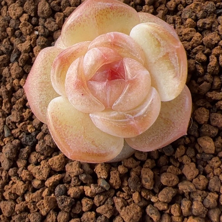 一物一拍，精品糖心，尺寸不大介意勿拍