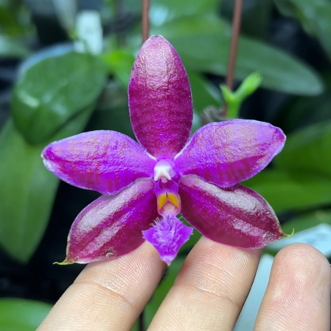 完全开放l852三寸