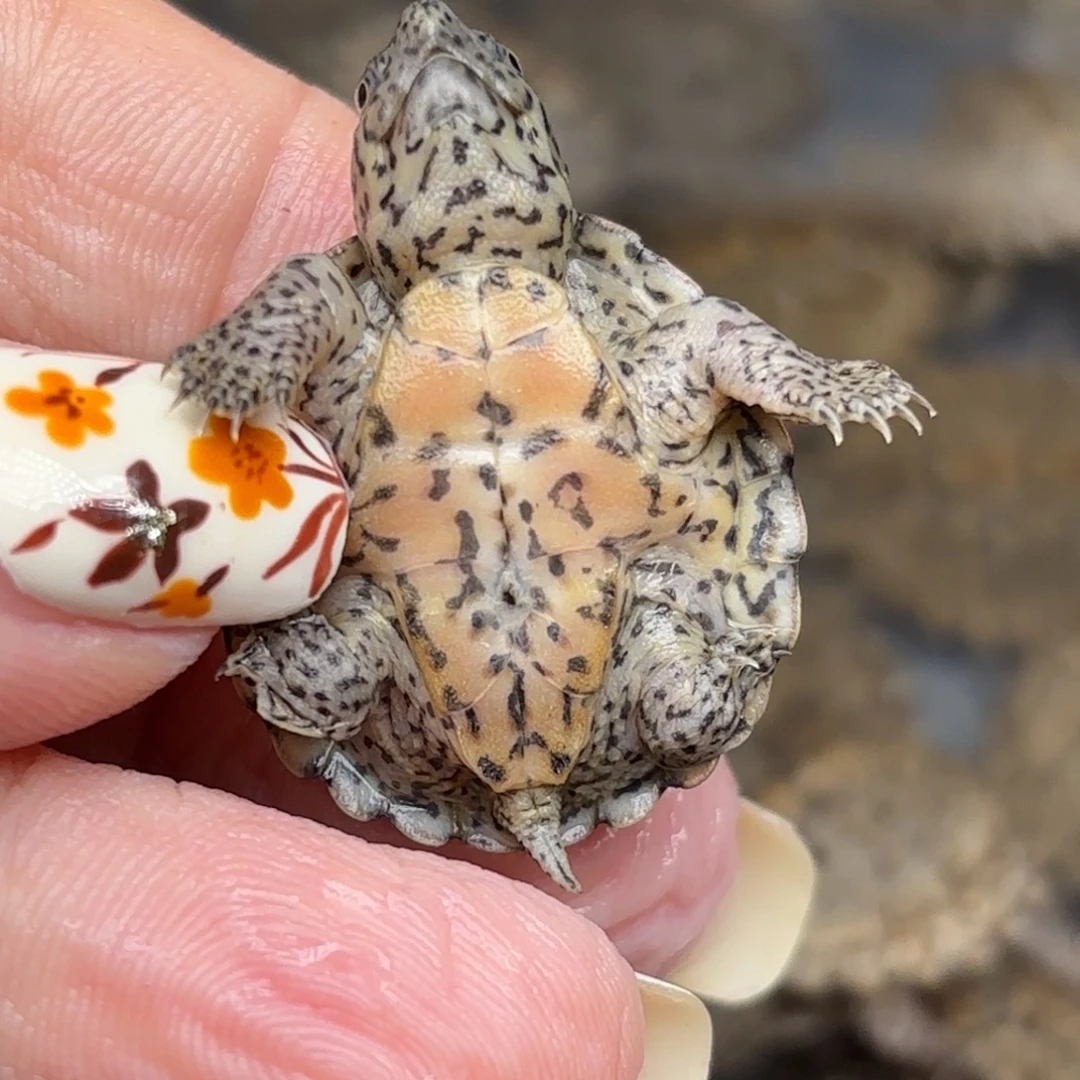 不分公母宠物龟全品黑刀