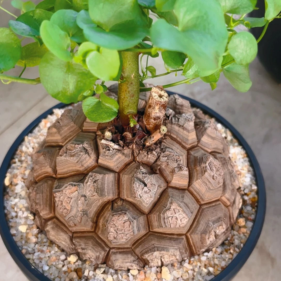 足球龟甲龙深裂大甲漏一棵