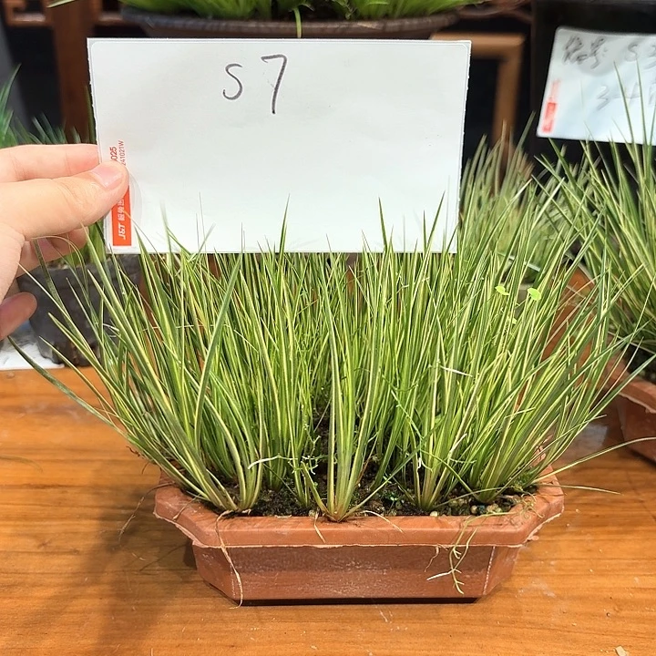 完全开放花卉种植