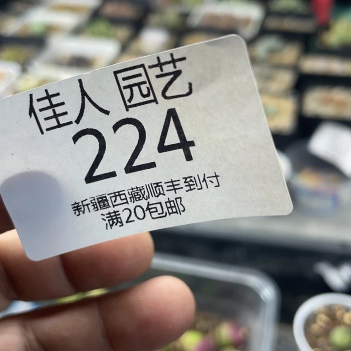 二宝 个角色姐姐比224