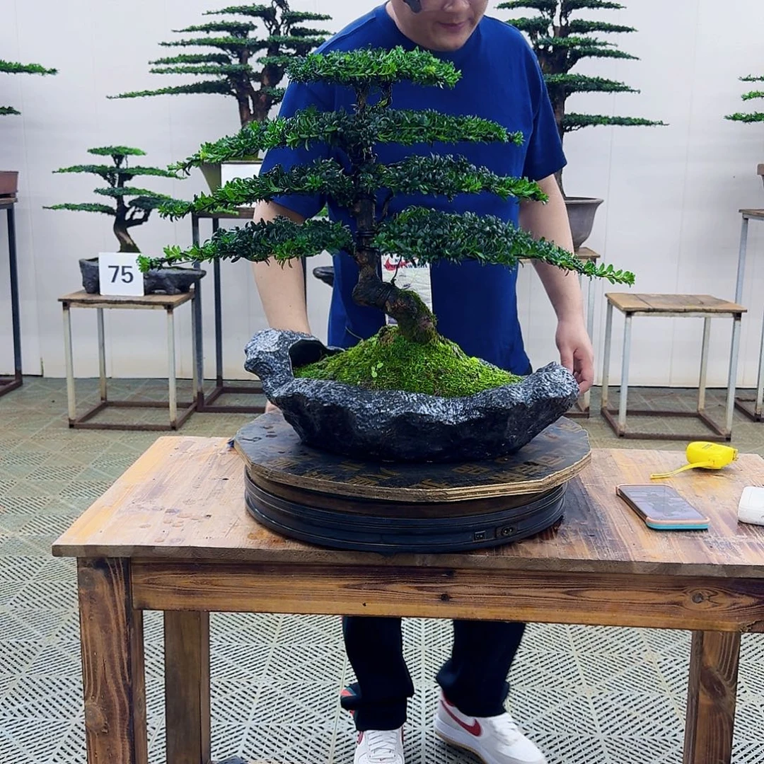 无花朵珍珠罗汉松造型盆景