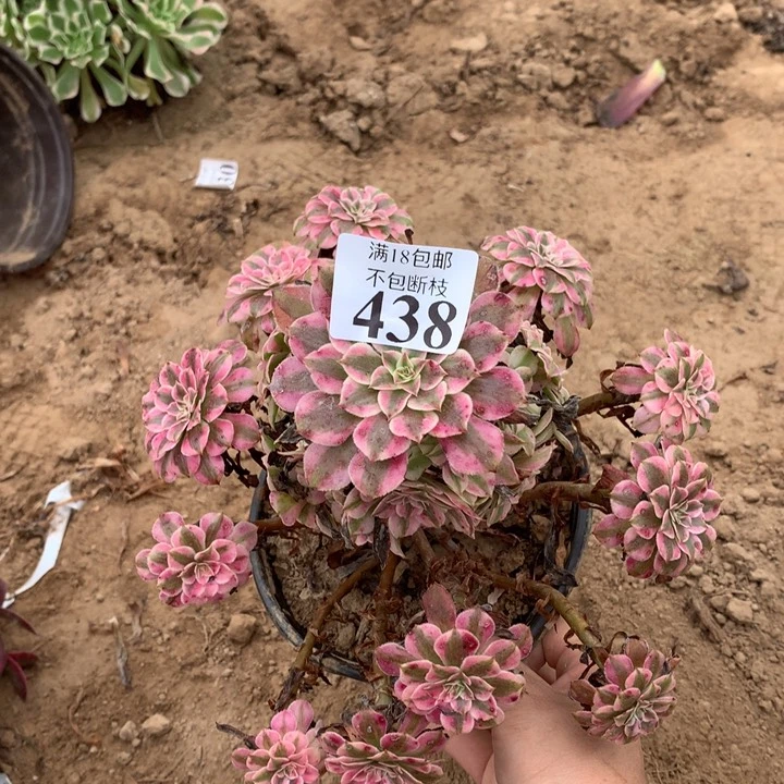 438铜壶白手捧2号棚