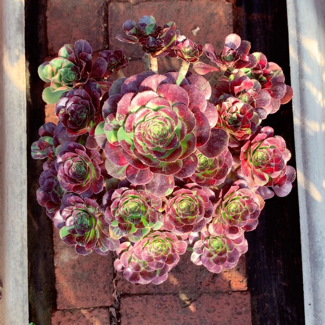 花无缺，圆叶的花脸