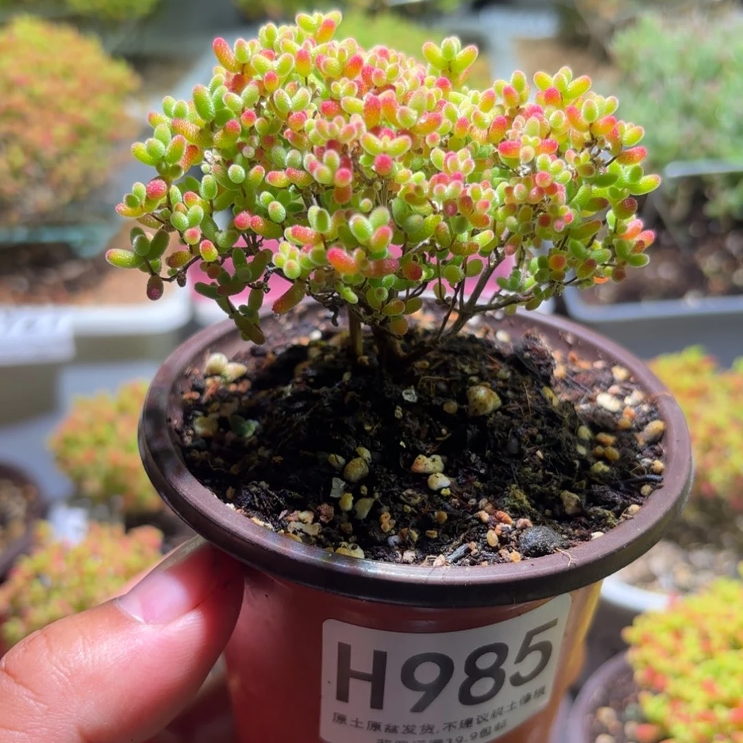 枝干番杏密橘糖球H985