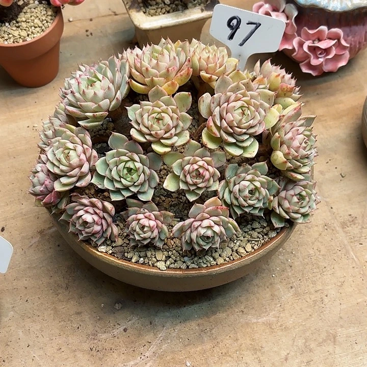 多肉植物，笨吧蒂斯97号