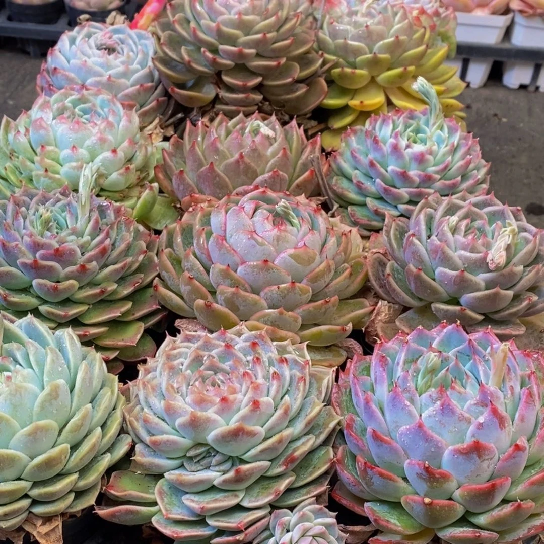 火*榴882多肉植物保护研究所所长的介绍一下