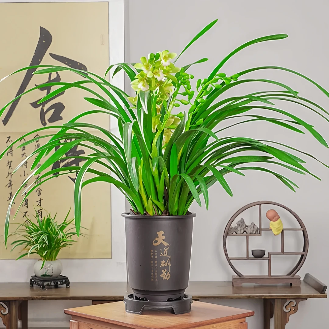 （带花苞）兰花苗浓香翠玉香兰名贵年宵花精品盆栽室内花卉绿植物