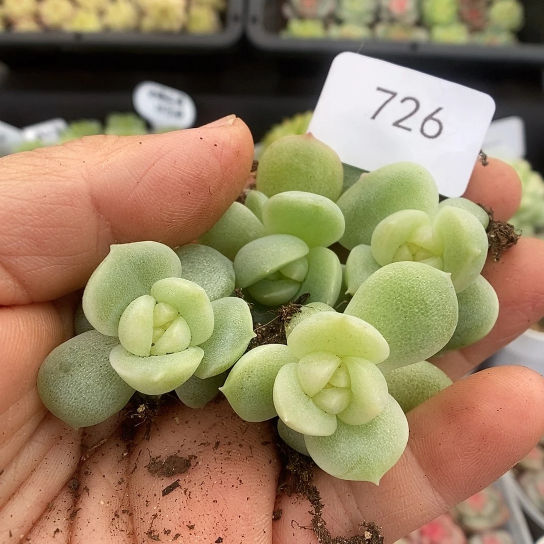 一物一拍一物一拍925-726