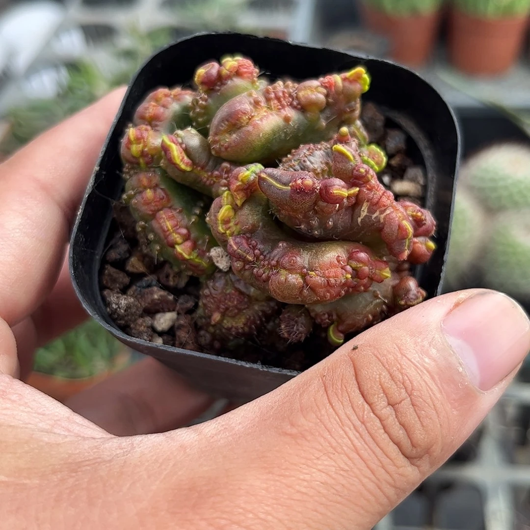 高沙石化单头发货单头