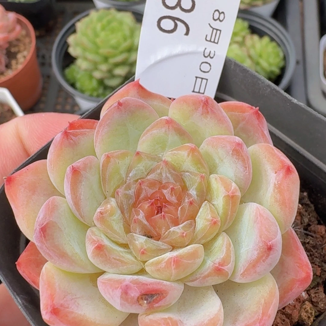 冰魄单头一颗脱土