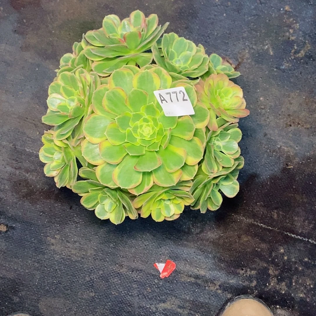 奶白772炖肉11111