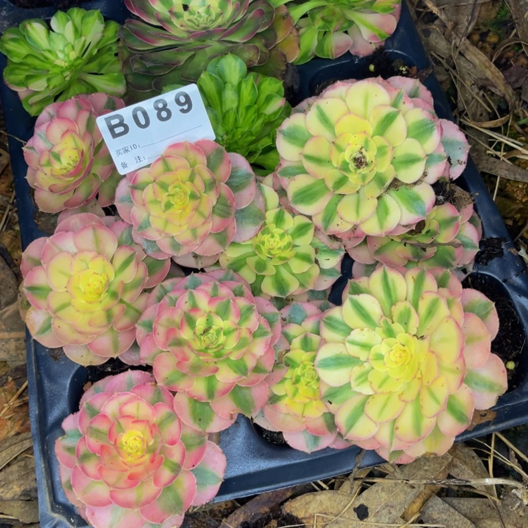 下****089，一物一拍，发货