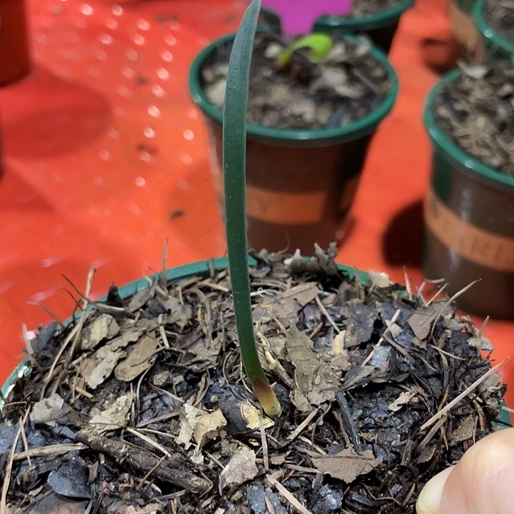 精***头君子兰四季开花吸释甲醛