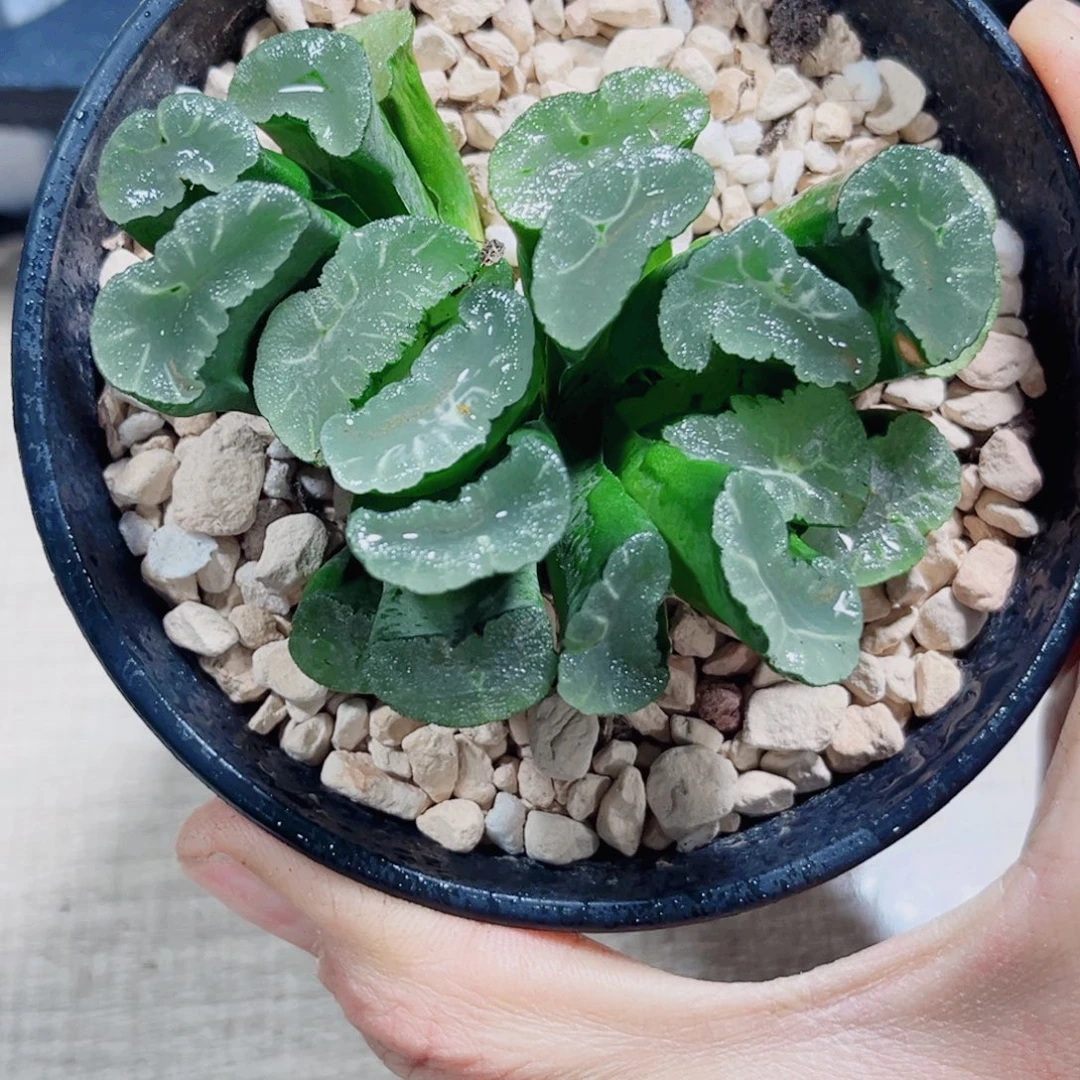 凤凰万象多肉植物6666