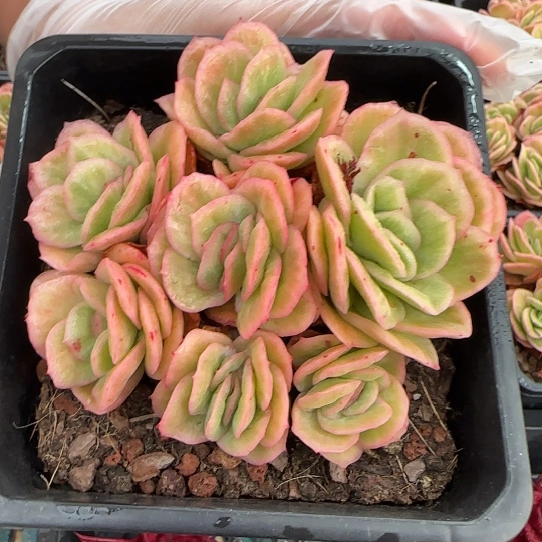 从前慢花园多肉编号冰玫瑰锦小群