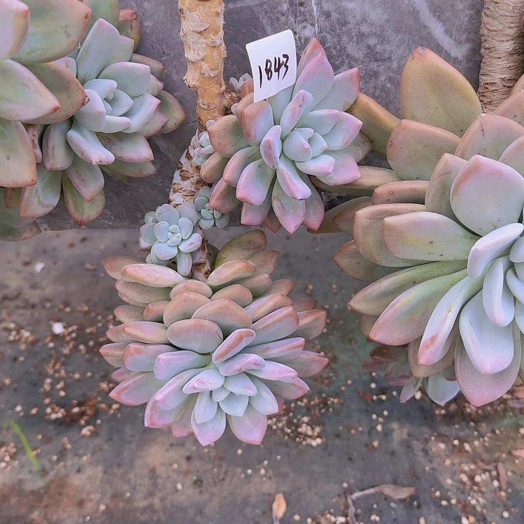 ****٭1843奥普多肉植物
