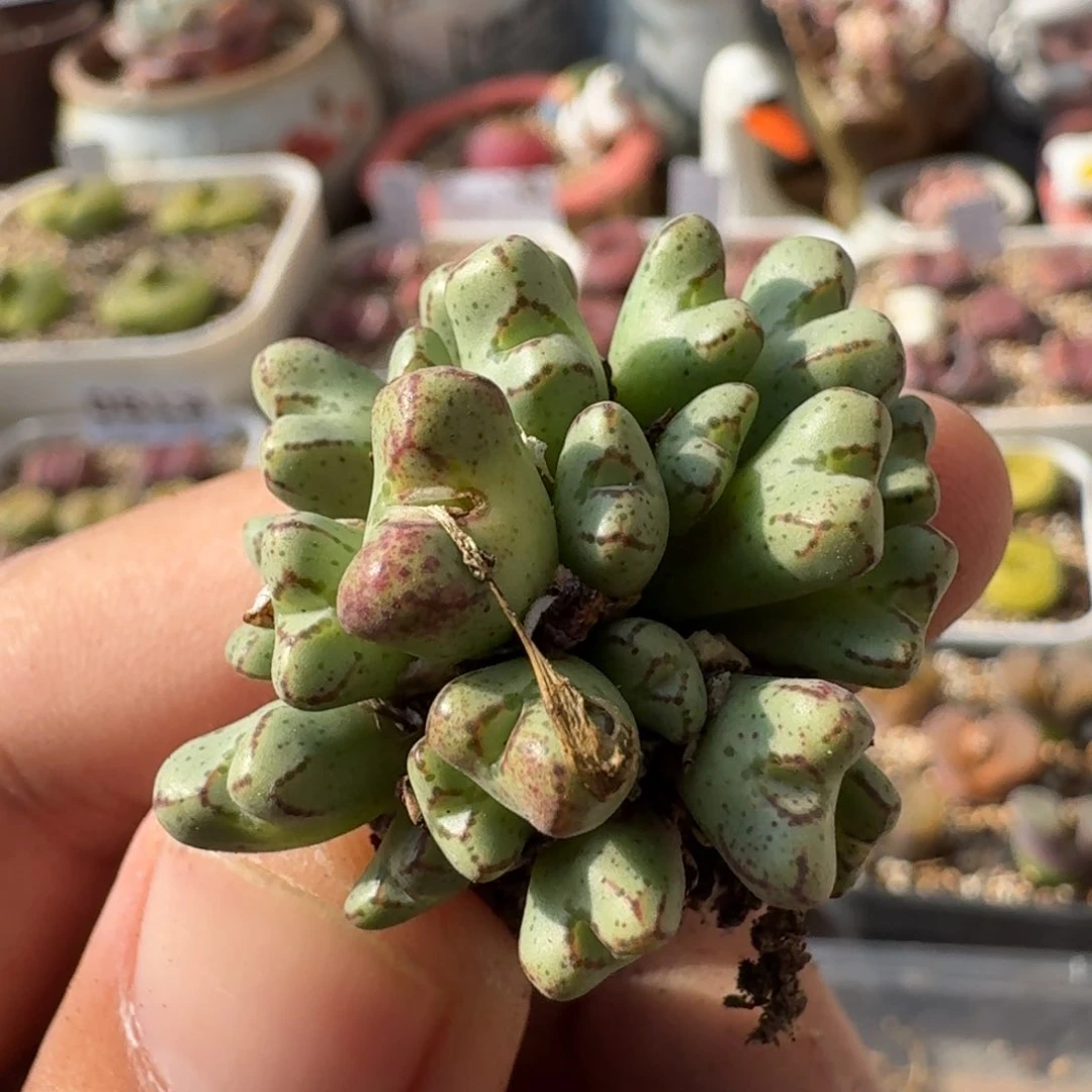 K186小t老母本群生