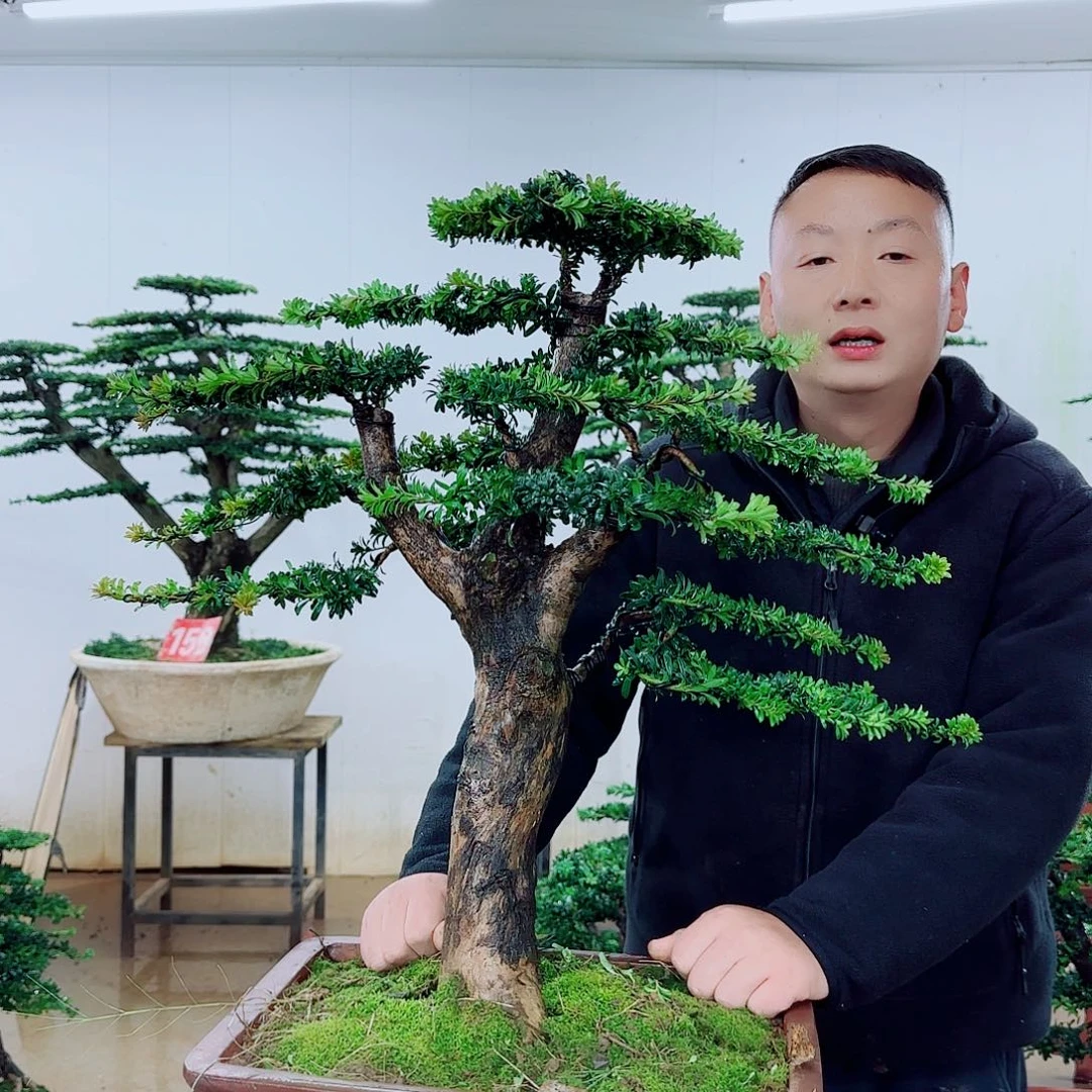 无花朵盆景园林……