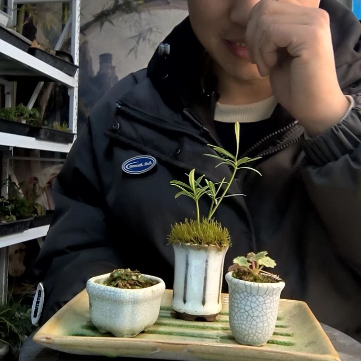 用***6小盆景小植物一物一拍203