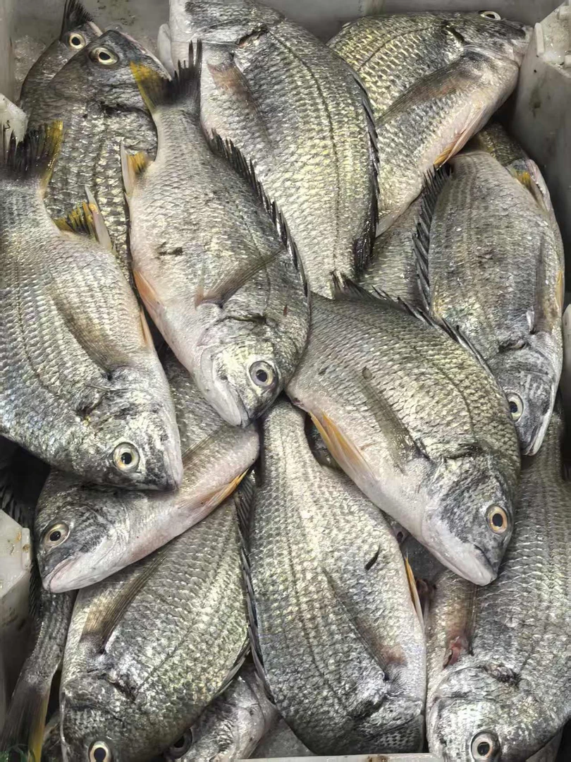 黄翅鱼 【直播现称】新鲜现称 冷运到家